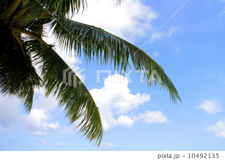 椰子の木と青空 10492135