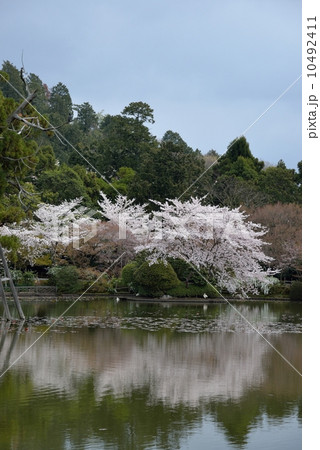 龍安寺の鏡容池 10492411