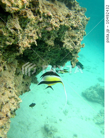 ツノダシ ツノダシ 10492432