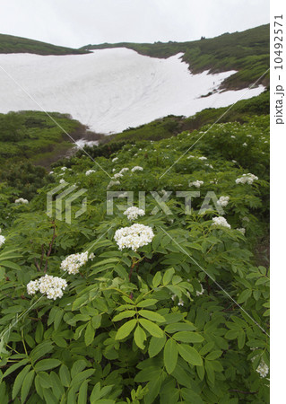 イソツツジ 10492571