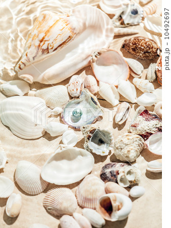 seashells and black pearl lying on bottom of sea 10492697