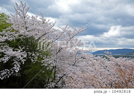 京都　洛西の桜 10492818