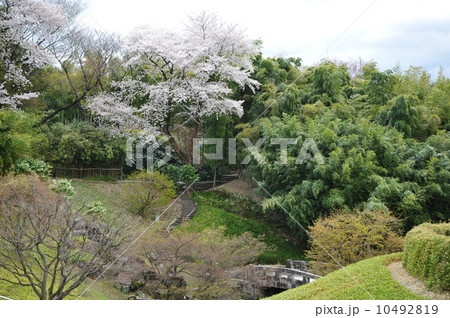 京都　竹林公園の春 10492819