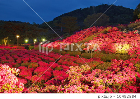 小室山つつじライトアップ 10492884