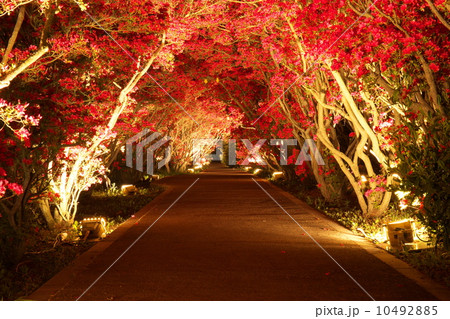 小室山つつじのトンネル 10492885