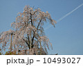 しだれ桜と飛行機雲 10493027