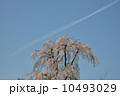 しだれ桜と飛行機雲 10493029