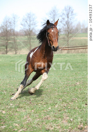 Beautiful pinto stallion running away 10493237