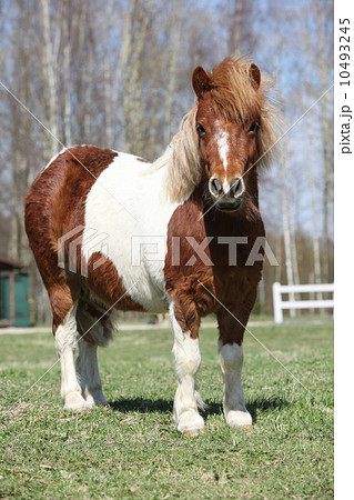 Beautiful skewbald Shetland pony standing in outdoor 10493245