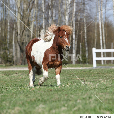 Gorgeous Shetland pony running 10493248