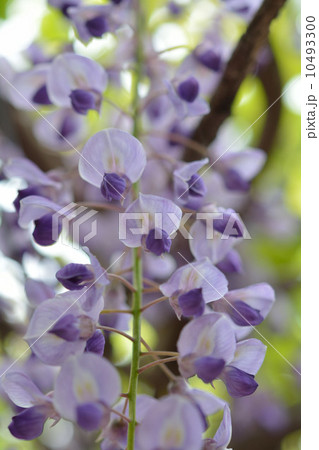ふじの花 ふじの花 10493300