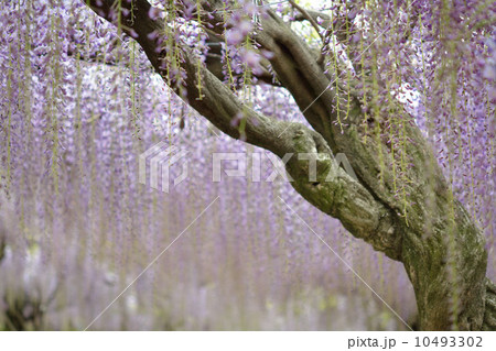 ふじの花 10493302