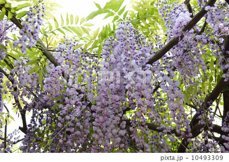 ふじの花 10493309