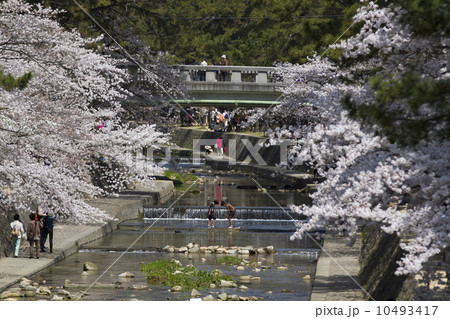 夙川の桜 10493417