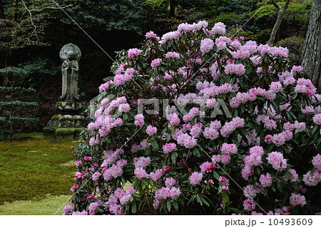 三千院のお地蔵様 10493609
