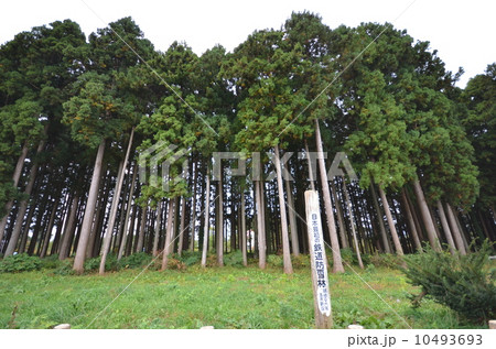 野辺地防雪原林 野辺地防雪原林 10493693