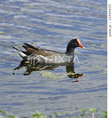 Common Moorhen Bird Common Moorhen Bird 10494035