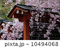 春の三千院 10494068