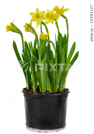 yellow  daffodils 10494127