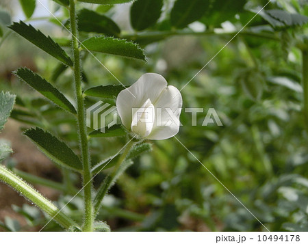ヒヨコマメの花 10494178