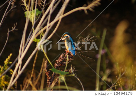 夕暮れのカワセミ 夕暮れのカワセミ 10494179