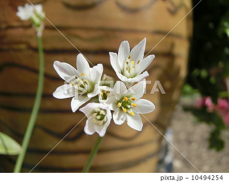 野生ニンニクの花の写真素材