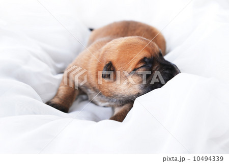 Cute puppy Cute puppy 10494339