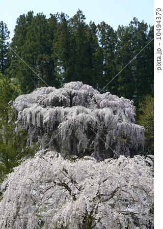 福聚寺のしだれ桜 10494370