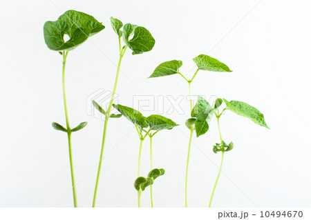 green plants grow green plants grow 10494670
