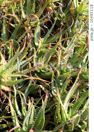 キダチアロエ キダチアロエ 10495118