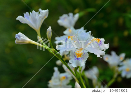 植物・シャガ　アヤメ科 10495301