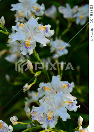 植物・シャガ　アヤメ科 10495302