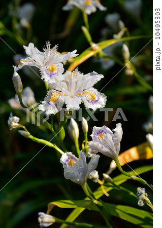 植物・シャガ　アヤメ科 10495303