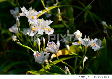 植物・シャガ　アヤメ科 10495304