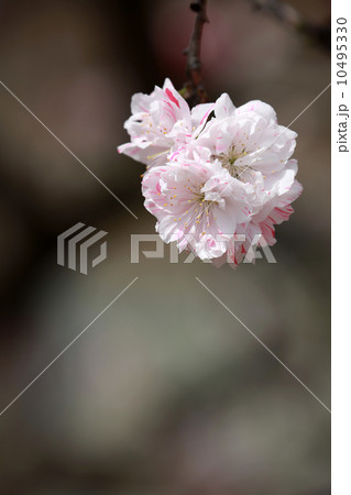 桃の花 桃の花 10495330