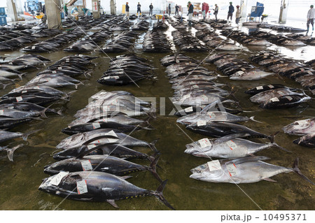 魚市場 マグロの競り 10495371