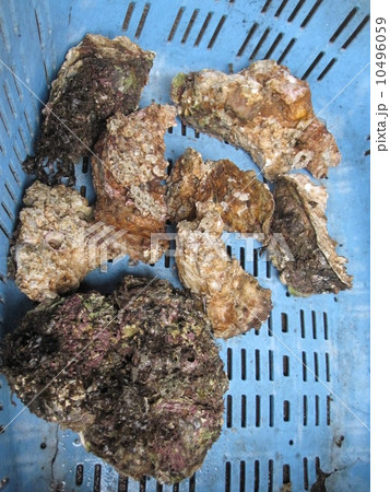 粟島の牡蠣２ 10496059