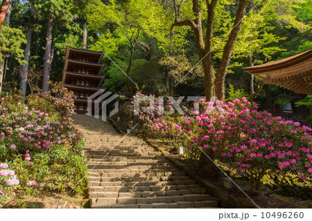 奈良　室生寺　五重塔と石楠花（横位置左側） 10496260