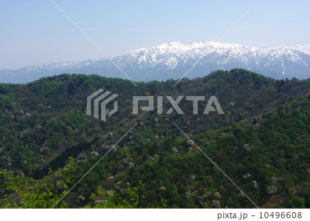 剣龍峡・焼山からの山桜と二王子岳 剣龍峡・焼山からの山桜と二王子岳 10496608