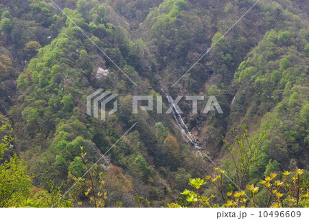 剣龍峡・焼山からの山桜と滝 10496609