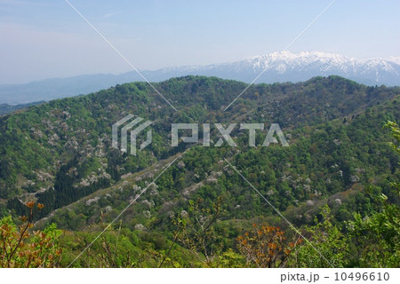 剣龍峡・焼山からの山桜と二王子岳 10496610