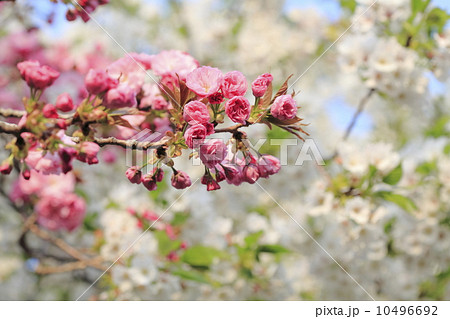 ヤエザクラ 10496692