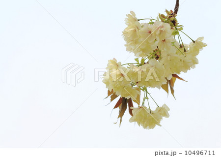 ウコン桜の花 ウコン桜の花 10496711
