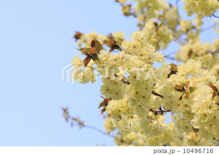 ウコン桜の花 10496716