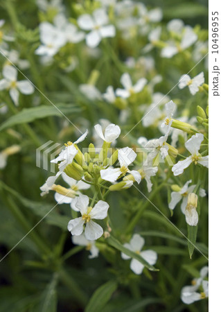 ダイコンの花 10496955