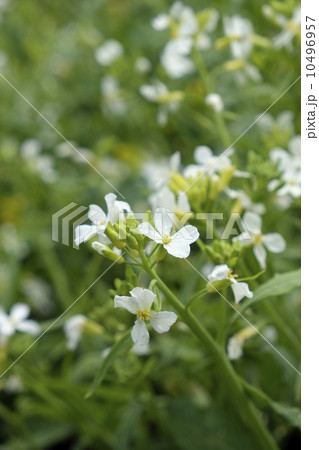 ダイコンの花 10496957
