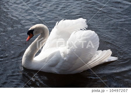 white swan closeup white swan closeup 10497207