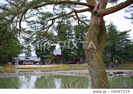 毛越寺庭園の松 10497224