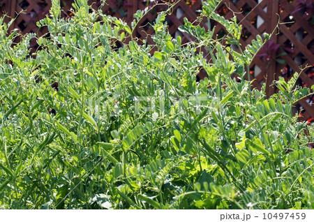 カラスノエンドウ 10497459