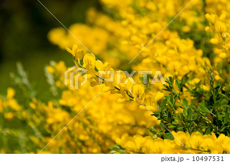 エニシダ 10497531